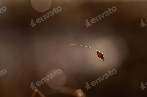 Preview: Light morning dew on the grass in winter