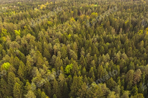 Preview: Autumn forest aerial view from above