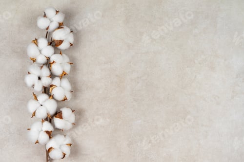 Preview: Dry Cotton Branch With Fluffy Flowers On Light Beige Concrete Textured Background