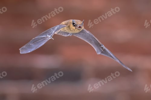 Preview: Flying Pipistrelle bat isolated on brick wall