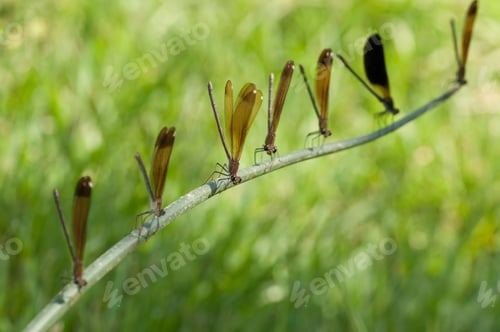 Preview: Row of Perched Damselfly
