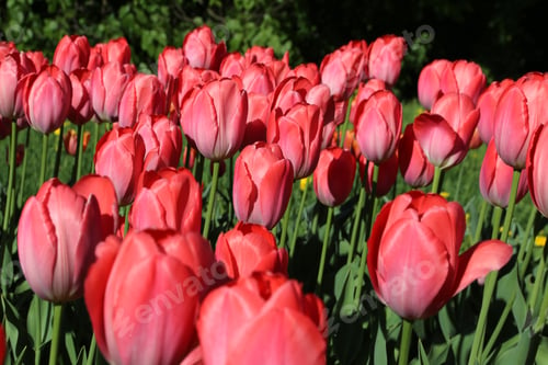 Preview: Beautiful delicate tulips lit by the sun