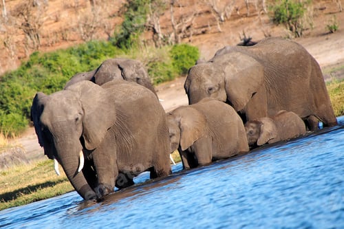 Preview: Afican Elephant, Chobe National Park, Botswana