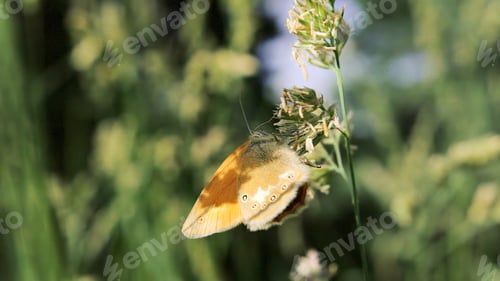 Preview: Beautiful butterfly on summer flower. Creative. Butterfly sits on flower in green meadow. Microflora