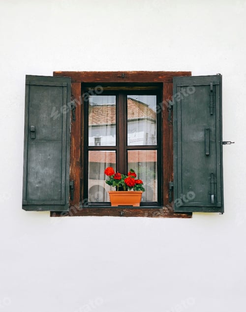 Preview: Red flowers in a pot on a window frame