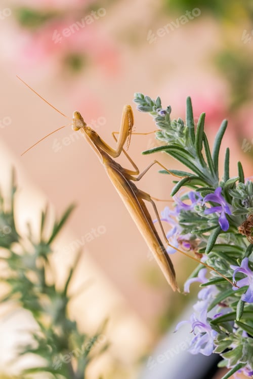 Preview: A large brown European Mantis, Mantis religiosa, waiting for its prey on a rosemary plant in Malta.