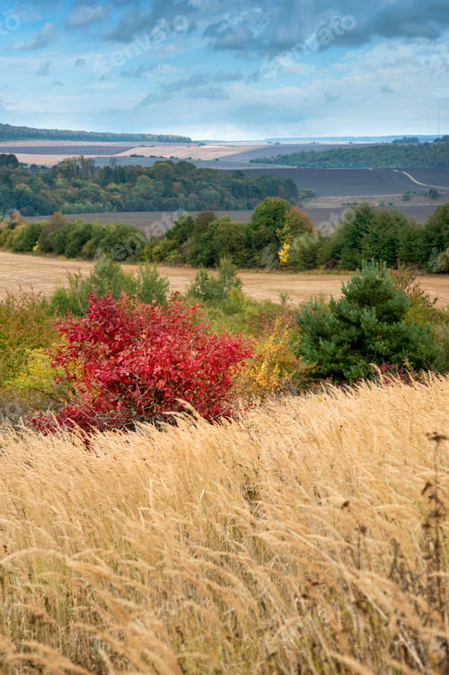 Preview: arable fields on the autumn landscape with mahogany tree