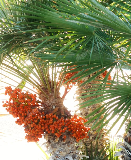 Preview: Fall Fruit