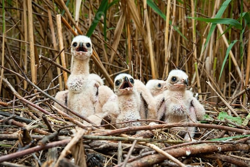 Preview: Curious western marsh harrier chicks waiting on nest hidden in reeds in wetland