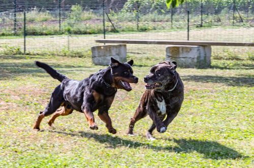 Preview: cane corso and rottweiler