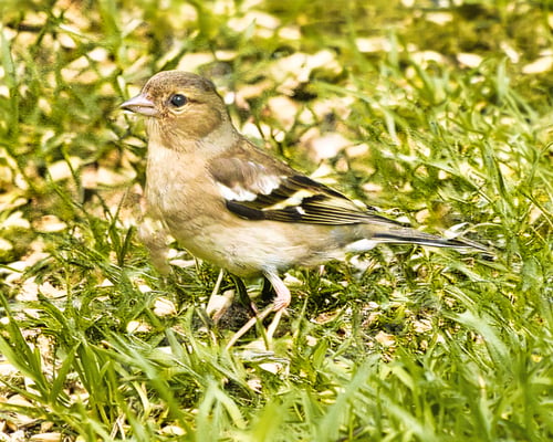 Preview: Chaffinch bird strolling on grass and rocks.