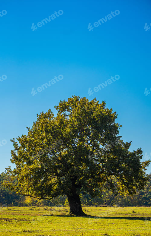 Preview: Lone oak tree in a sunny meadow