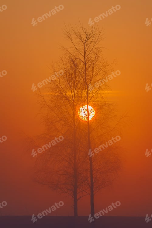 Preview: Cold winter in Europe .Misty sunny Lithuania landscape . Misty fog