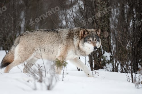 Preview: Side view of alert Canis Lupus walking on snow