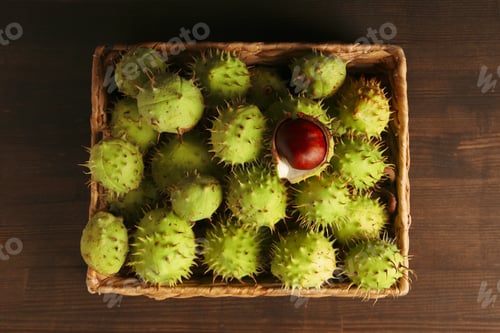 Preview: Fresh and ripe chestnuts, top view, Autumn chestnuts