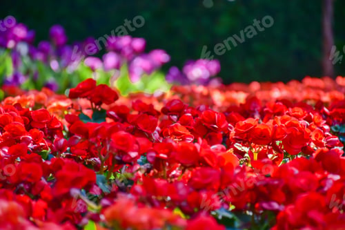 Preview: Tulip flowers for decoration, beauty, postcard and agricultural concept design