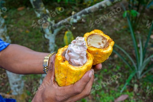 Preview: High angle shot of man hands holding cocoa fruit