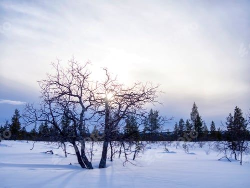 Preview: A snow covered field under a blue sky during winter