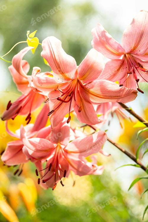 Preview: Close up of delicate pink lily flowers in bloom with bright blurred background.