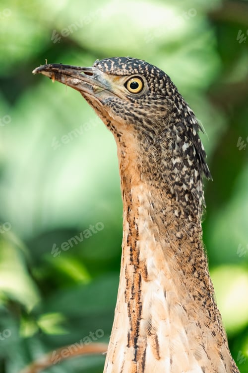 Preview: Malayan Night Heron, This Stunning Bird Showcases a Beautiful Blend of Black