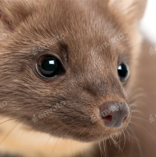Preview: European Pine Marten or pine marten, Martes martes, 4 years old, close-up