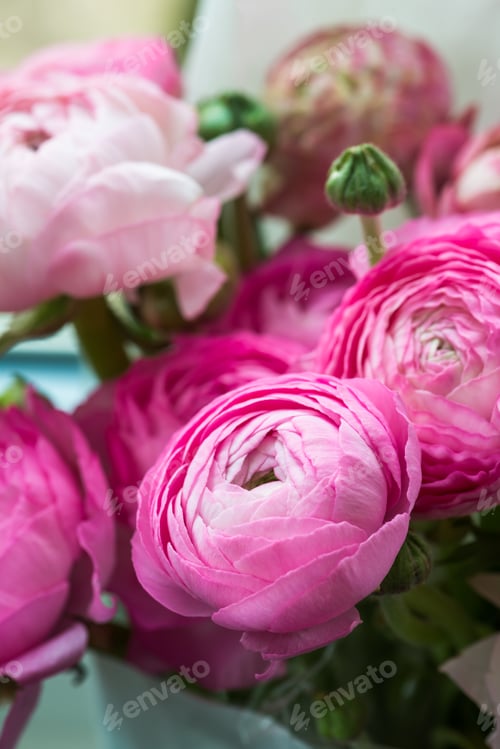 Preview: Beautiful Ranunculus Flowers with Delicate Pink Petals