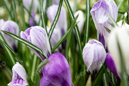 Preview: purple crocus flowers in the garden in spring