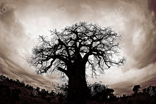 Preview: vultures sit in an African Baobab tree