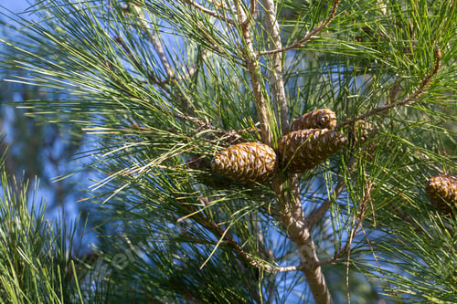 Preview: Pine tree and pine cone