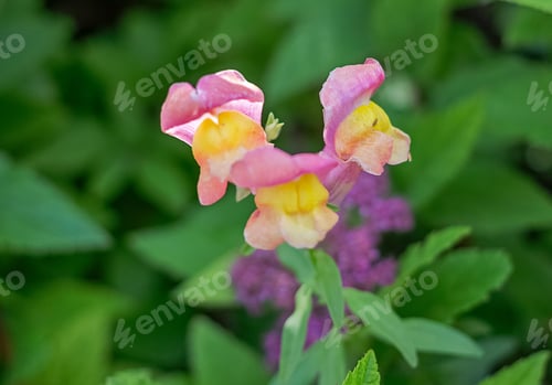 Preview: Tongue-shaped garden flower