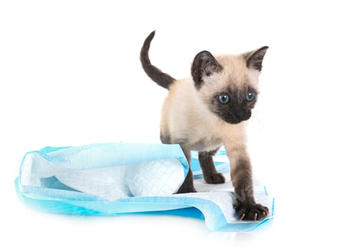 Preview: kitten in studio