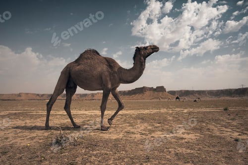Preview: Camels in the desert of Saudi Arabia