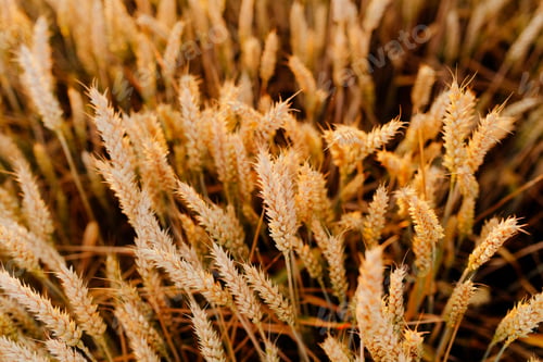 Preview: Agriculture Business - golden wheat eras on agricultural field