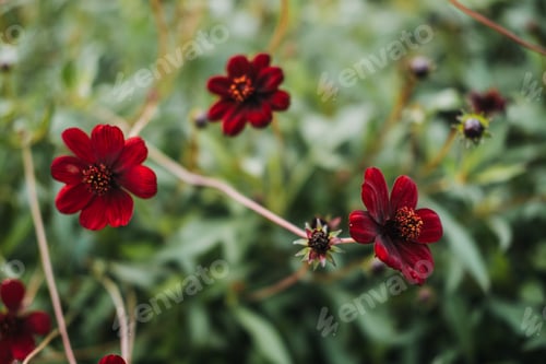 Preview: Cosmos atrosanguineus also known as chocolate cosmos black cosmos and blood cosmos