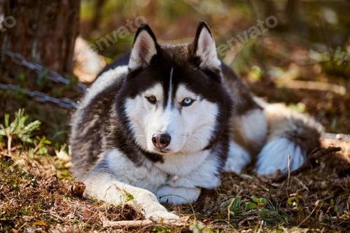 Preview: Siberian Husky dog lying on forest grass, full size resting Husky dog portrait with blue brown eyes
