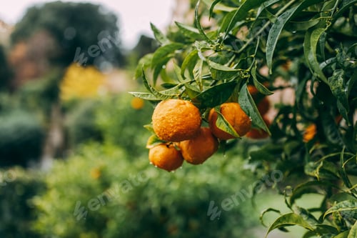 Preview: Shot of fresh oranges with dewdrops hanging on the branches
