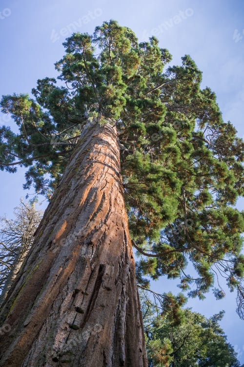 Preview: Tall Sequoia tree, Calaveras Big Trees State Park, California