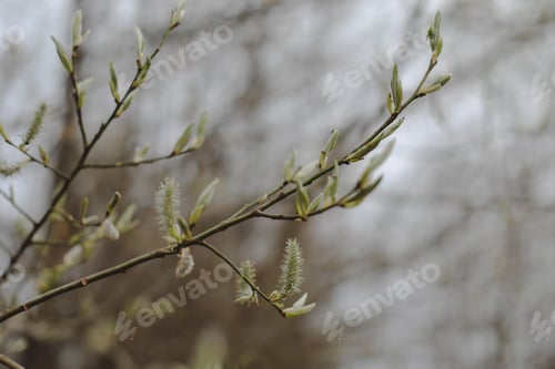 Preview: Spring background catkins on tree branches. Selective focus.
