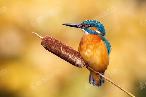 Preview: Calm male common kingfisher sitting still on bulrush reed on a sunny day