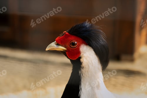 Preview: Silver pheasant close-up.