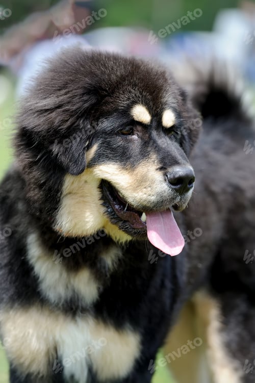 Preview: Dog in green grass