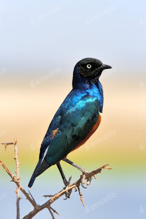 Preview: Colourful bird Superb
