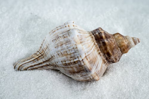 Preview: Trapezium fascilarium Seashell on White Sand