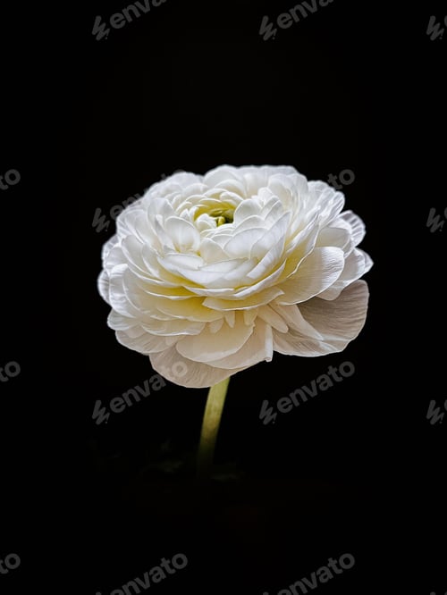 Preview: White rose isolated on a black background
