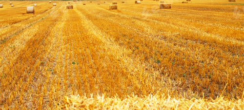 Preview: Beautiful landscape with hay straw bales after harvest in summer. Haystacks on field