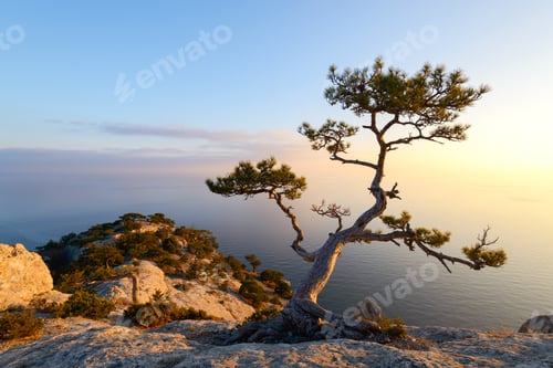 Preview: Alone tree on the edge of the cliff