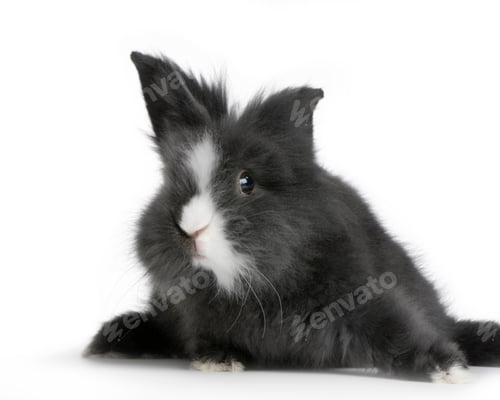 Preview: dwarf rabbit