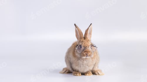 Preview: Adorable and cute new born rabbit. baby cute rabbit or new born adorable bunny. Easter Bunny.