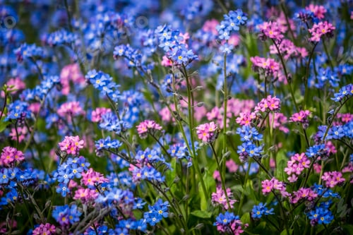 Preview: Blue and purple forget-me-nots flowers
