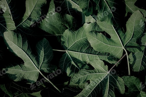 Preview: closeup of fig leaves - texture